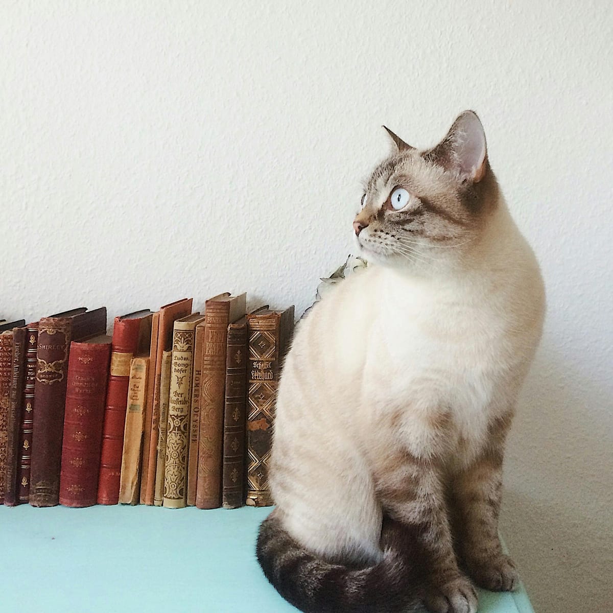 عبداللہ شفقی avatar