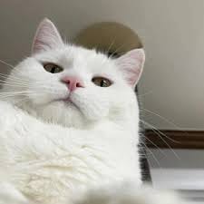 Sarfraz Ahmed avatar