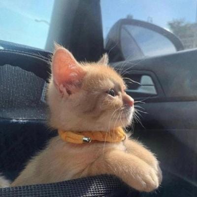 شیرین مظہری avatar